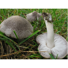 Мицелий Рядовки наземной / Рядовка землистая ( Tricholoma terreum)